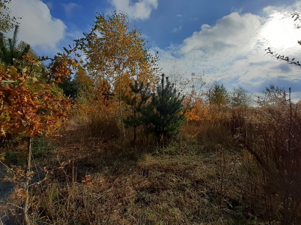 2 działki budowlane - Sękocin Nowy - zdjęcie 9