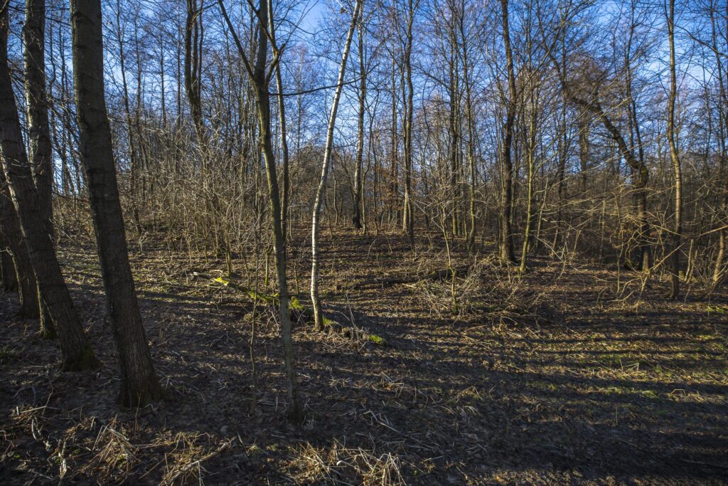 Działka rekreacyjna i budowlana, Błędowa Tycz. - zdjęcie 11