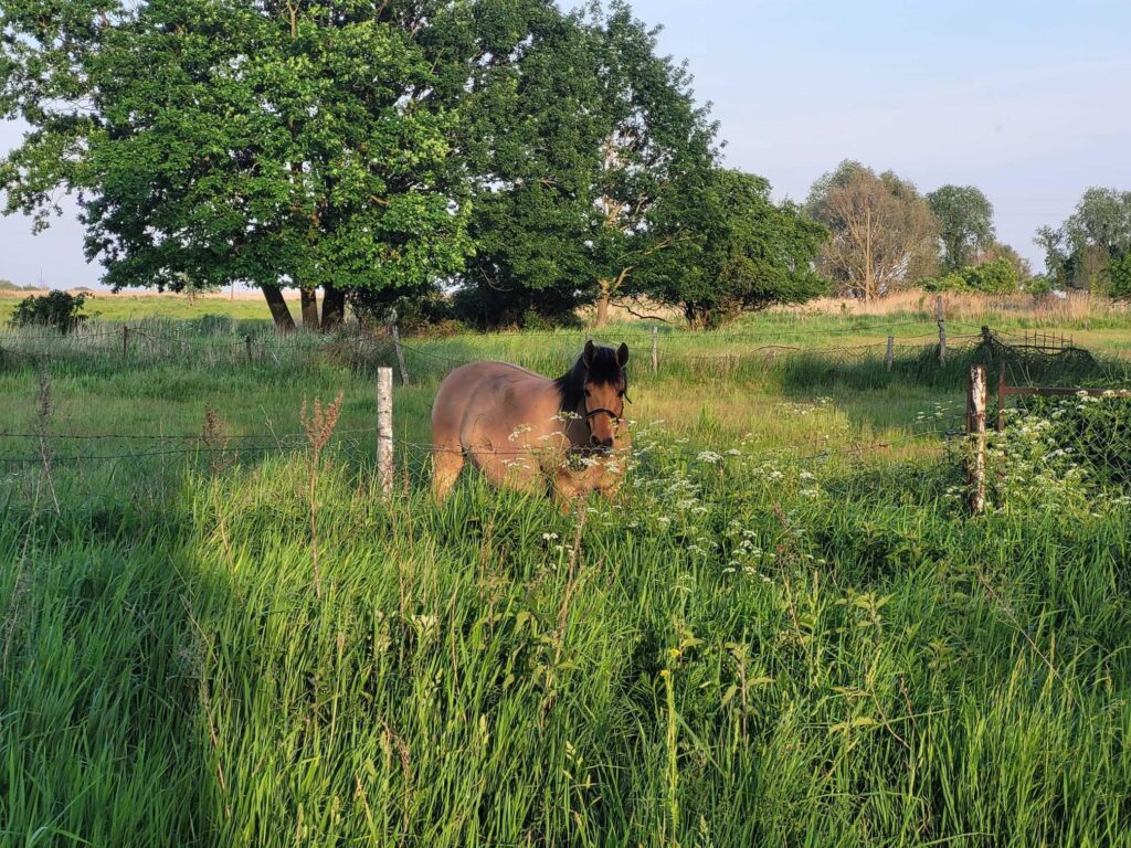 Piękna działka budowlana w Karsiborzu Świnoujście. - zdjęcie 7