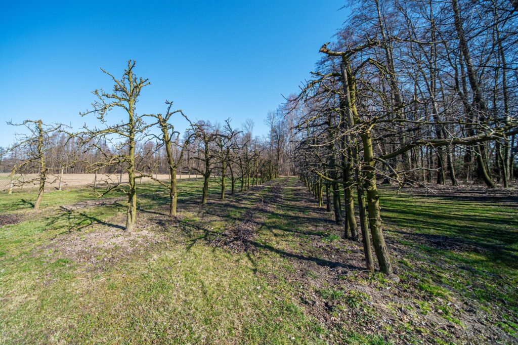 Przepiękny teren 7400 m2 z domem - zdjęcie 35