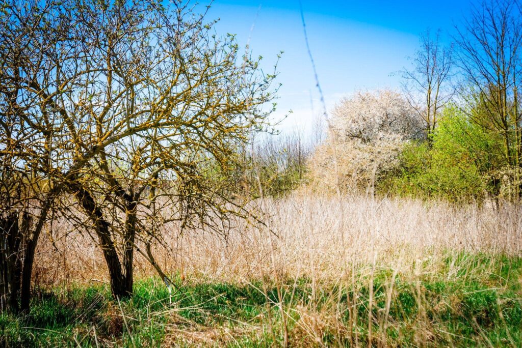Nieruchomości gruntowe zabudowane – Brzyczno - zdjęcie 4
