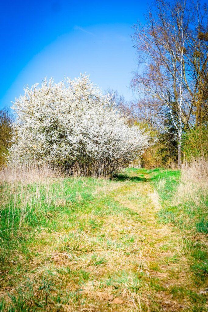 Nieruchomości gruntowe zabudowane – Brzyczno - zdjęcie 10
