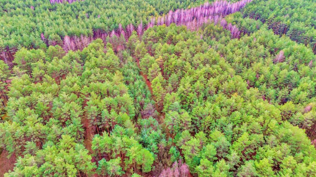 Działki w Kalinowie, Gmina Długosiodło - zdjęcie 7
