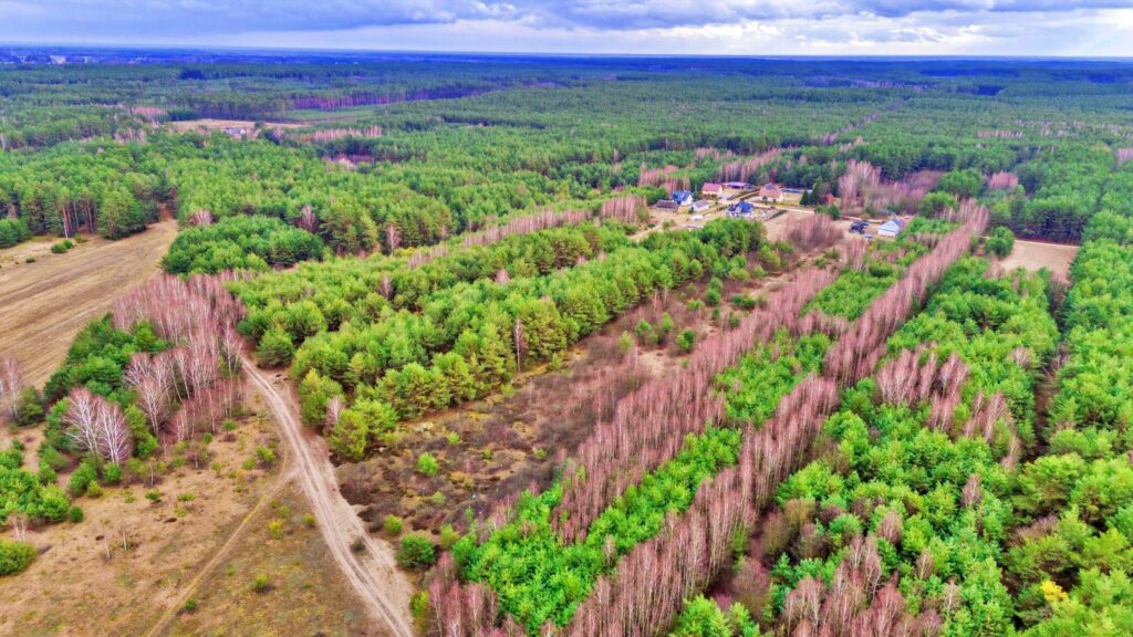 Działki w Kalinowie, Gmina Długosiodło - zdjęcie 12