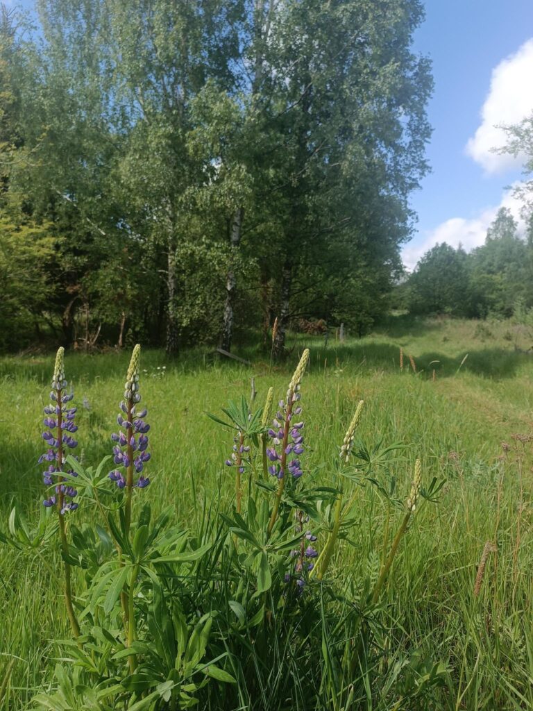 Działka z planem miejscowym blisko miasta - zdjęcie 1